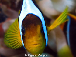 Anemone fish by Cigdem Cooper 